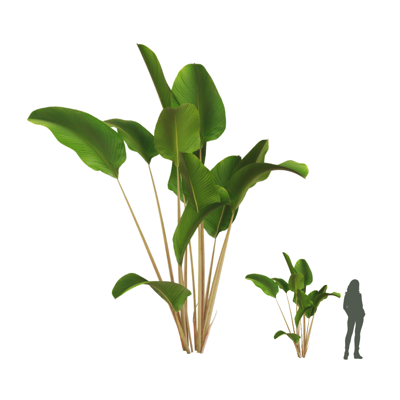 MARANTA CHARUTO