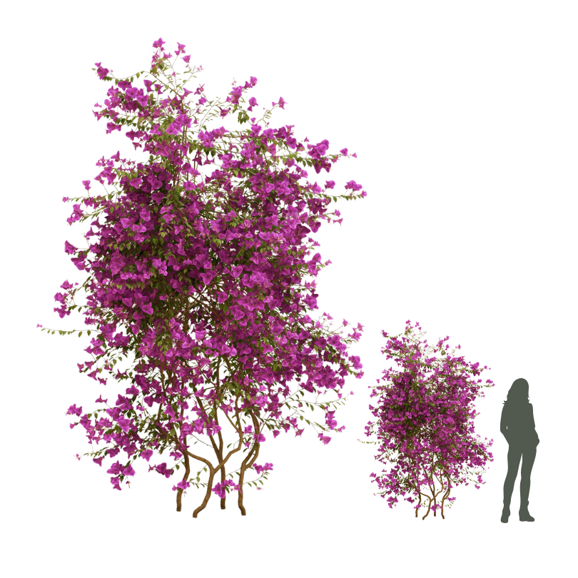 PRIMAVERA