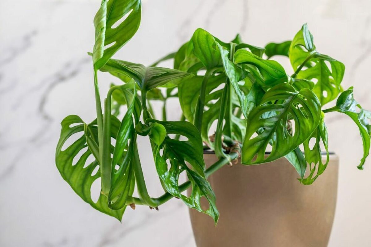 Monstera-adansonii-1000x667